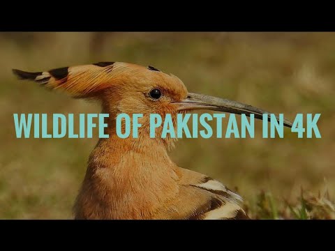 Notorious birds found in Pakistan wildlife of Pakistan| 4k cinematic ...