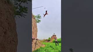 Amazing Let's jumping dog trening 🐕