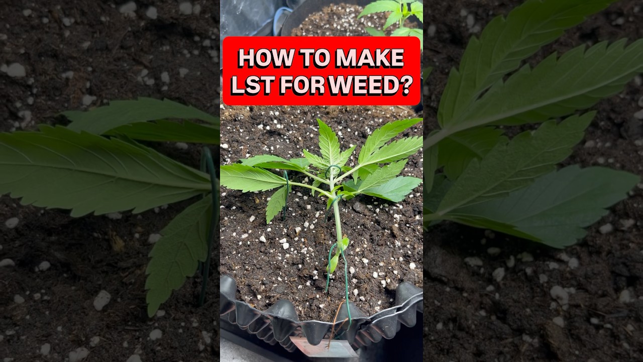 How to LST for weed? | Cannabis LST Guide 