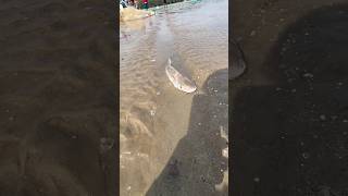 Kantika Fish Part 101 New Video Like Share Comment