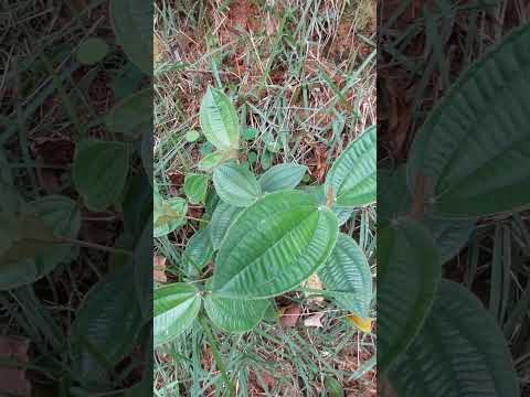 Canela de Velho