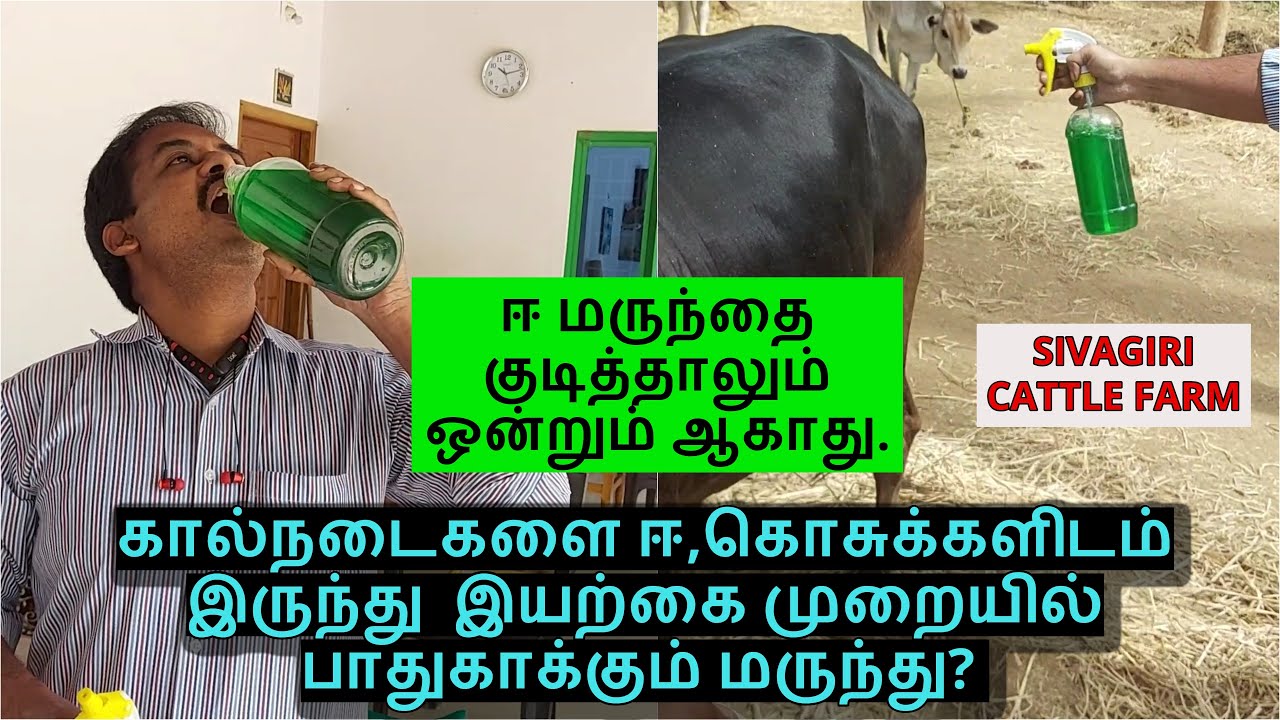 கால்நடைகளை ஈ,கொசுக்களிடம் இருந்து  இயற்கை முறையில் பாதுகாக்கும் மருந்து?குடித்தாலும் ஒன்றும் ஆகாது.
