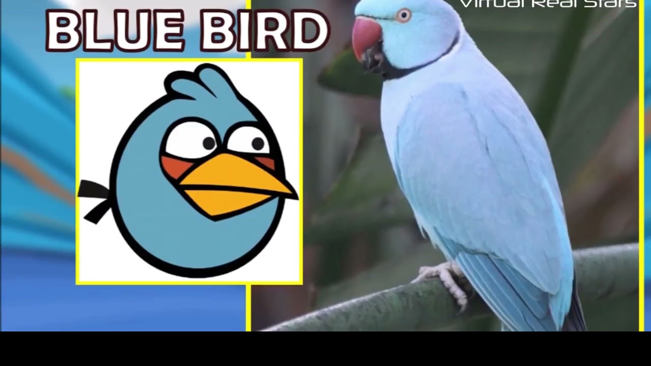 Angry Birds Todos os Personagens como são na VIDA REAL 