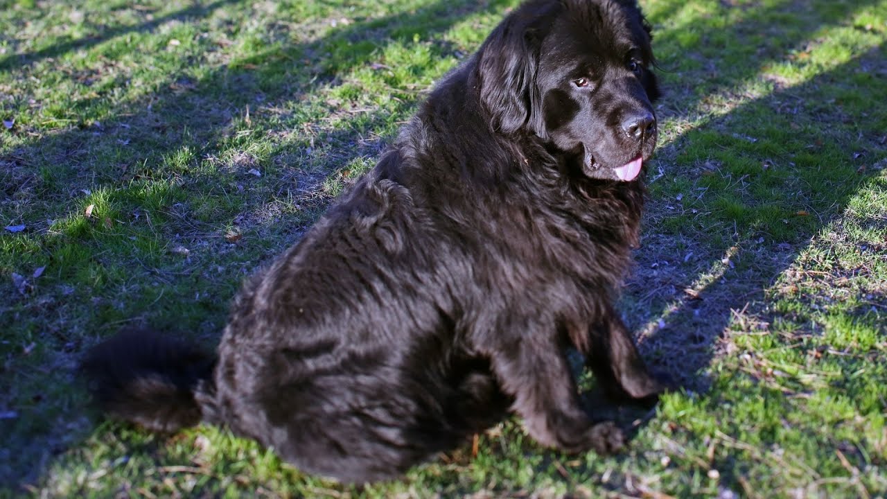 How to Clean a Newfoundland Dog's Ears: A Step-by-Step Guide