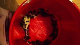 IMG 9591 720