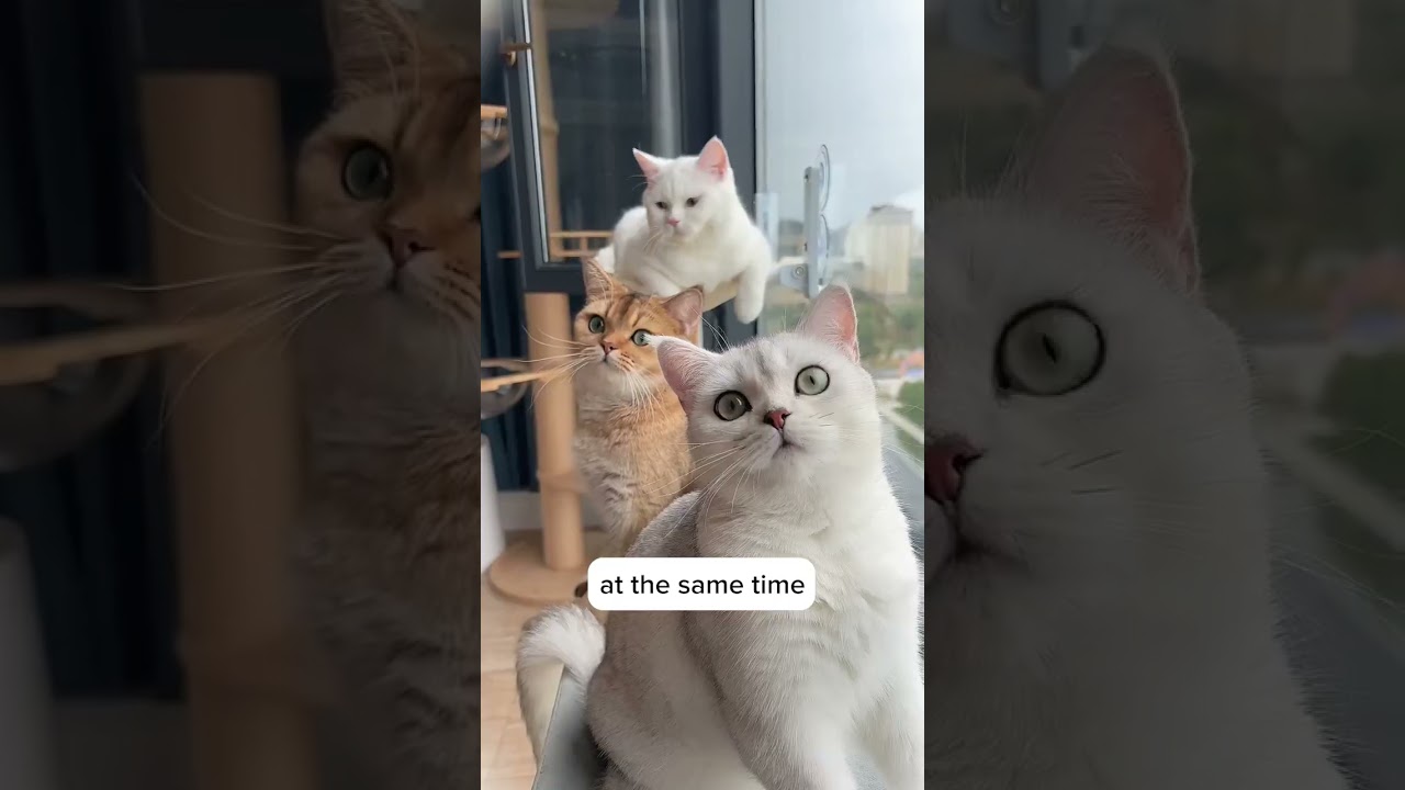 It is a must have for cat owner