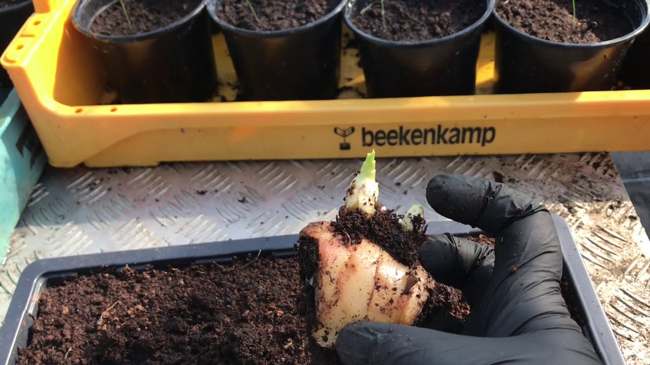 How to Grow Organic Ginger  🙂🌱 easy to follow step by step tutorial.
