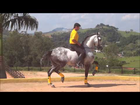 Vídeo: Cavall De Raça De Cavall àrab (o àrab) Hipoal·lergènic, De Salut I De Vida