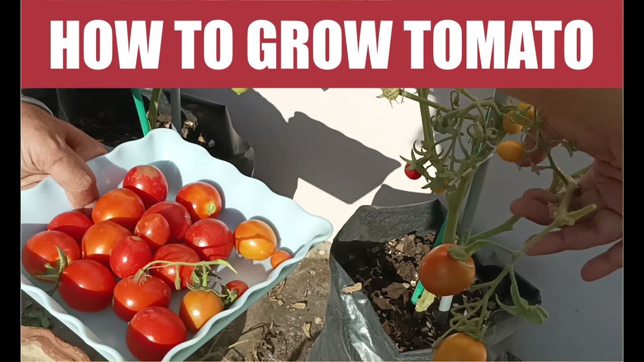 how to grow tomato in grow bags YouTube