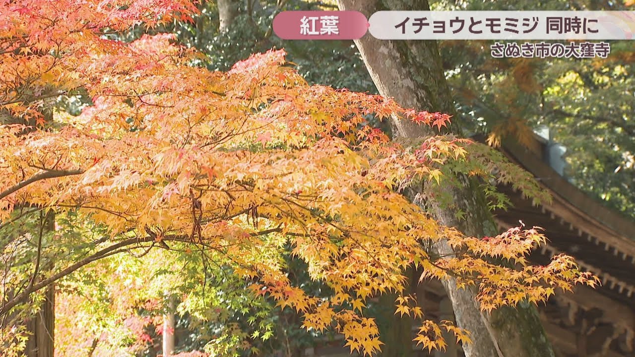 Experience the arrival of autumn at Okuboji Temple, where ginkgo