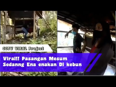 TERCIDUK!!! Pasangan Mesum Sedang Ena enakan Di kebun || Viral