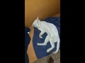 Funny cat