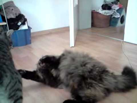 Katzenliebe