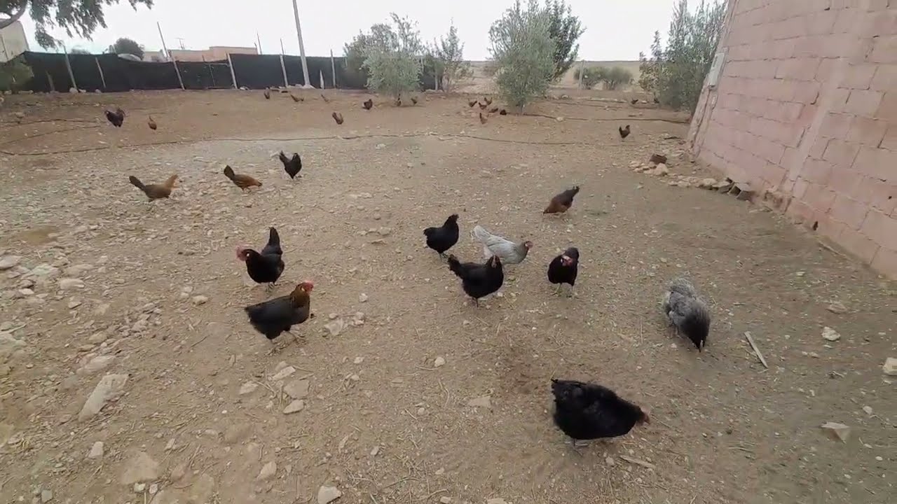 أفضل سلالة للمبتدئين في مشروع تربية الدجاج مع حساب التكاليف 