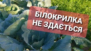 ЩЕ ОДИН СПОСІБ БОРОТЬБИ З БІЛОКРИЛКОЮ. Продовжуєм боротьбу з білокрилкою нехімічними методами