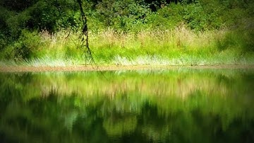 Introduction to Shinrin Yoku