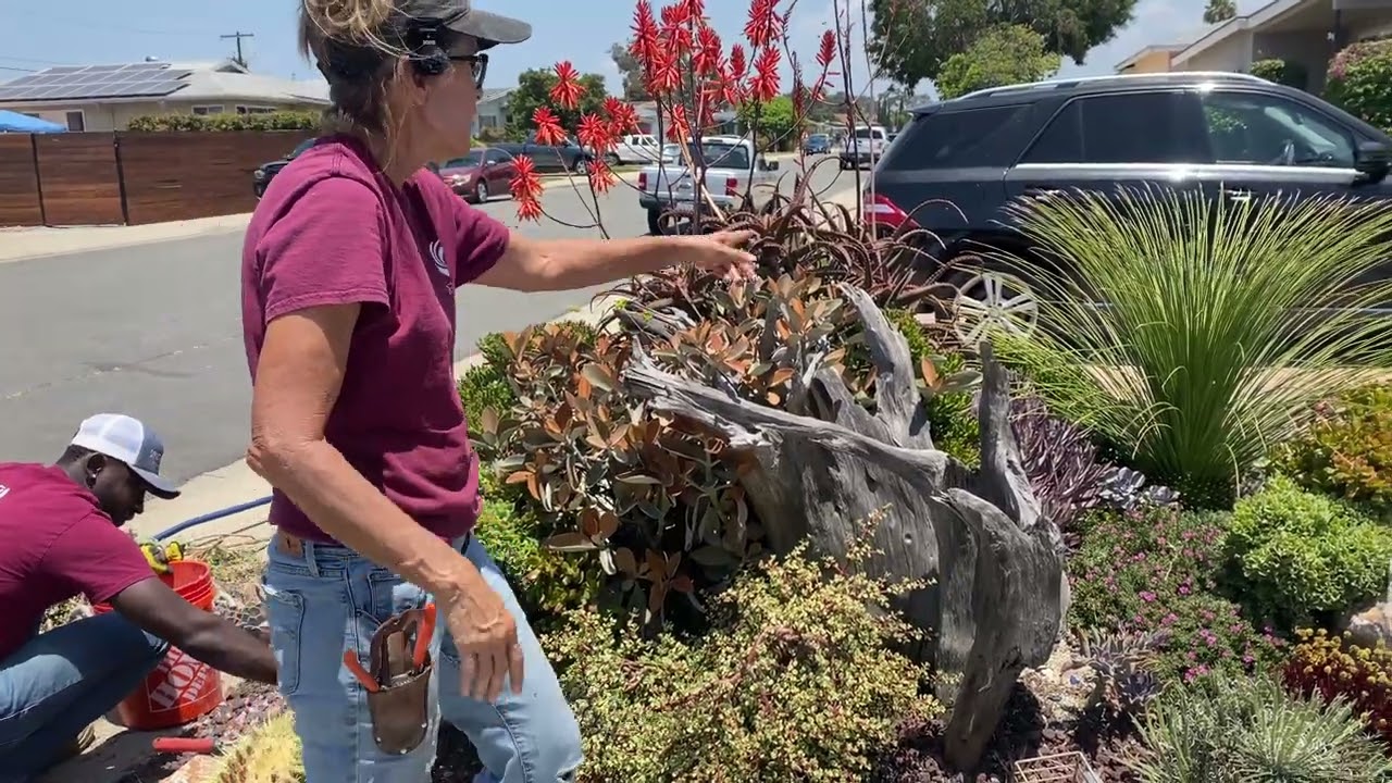Gorgeous Specimen/Tapestry Garden Maintenance.