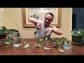 How to Make Pothos More Bushy and Full (or any other plant!)