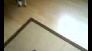 attack of the hover