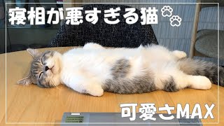 【猫と暮らす】寝相が悪い猫が可愛くて、毎日癒されてます by チクchannel 300 views 1 year ago 2 minutes, 37 seconds