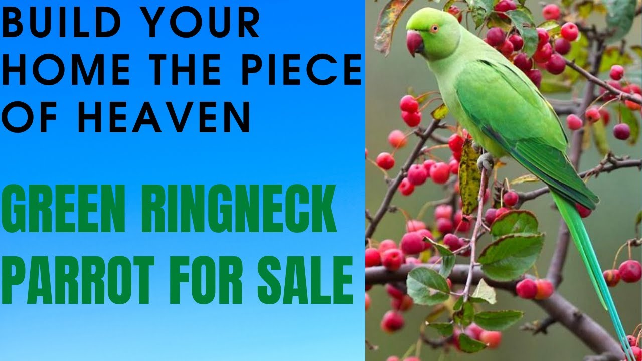 Green Ring Neck Paroot  ( Kathy toty )