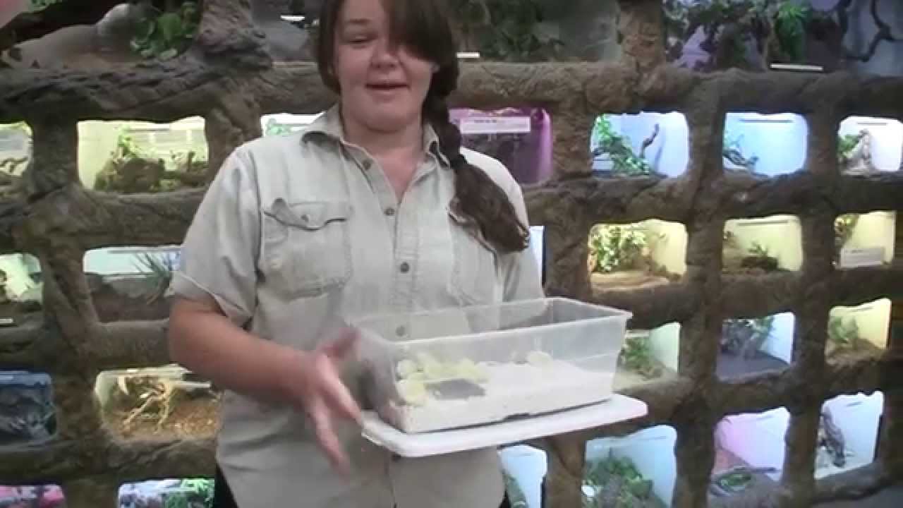 alligators miami Hatching Prehistoric Children's Pythons