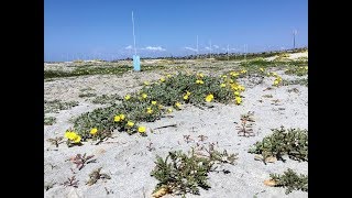 Solana Beach Beaches