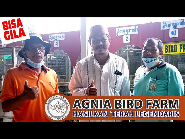 Menghasilkan Trah Perkutut Legendaris, Agnia Bird Farm Selalu Exist! class=