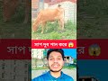 সাপ দুধ পান করে 😱😄 #snake #tranding #cow #viral #youtubeshorts #duet
