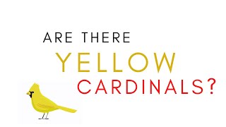 Do Yellow Cardinal Exist?