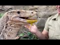 Giant Lizard Exotic Food Mukbang