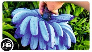 Необычные Бананы, которые Вы Увидите Впервые в Жизни