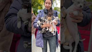 Собачий ринок Одеса Одесса котики цуценя #животные #милота #dog #dogs #счастье #собака #суперсобака