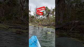 Florida Croc In Weeds
