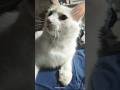 Expectativa vs. Realidade: Gravando com meu gato branco #cat #snow