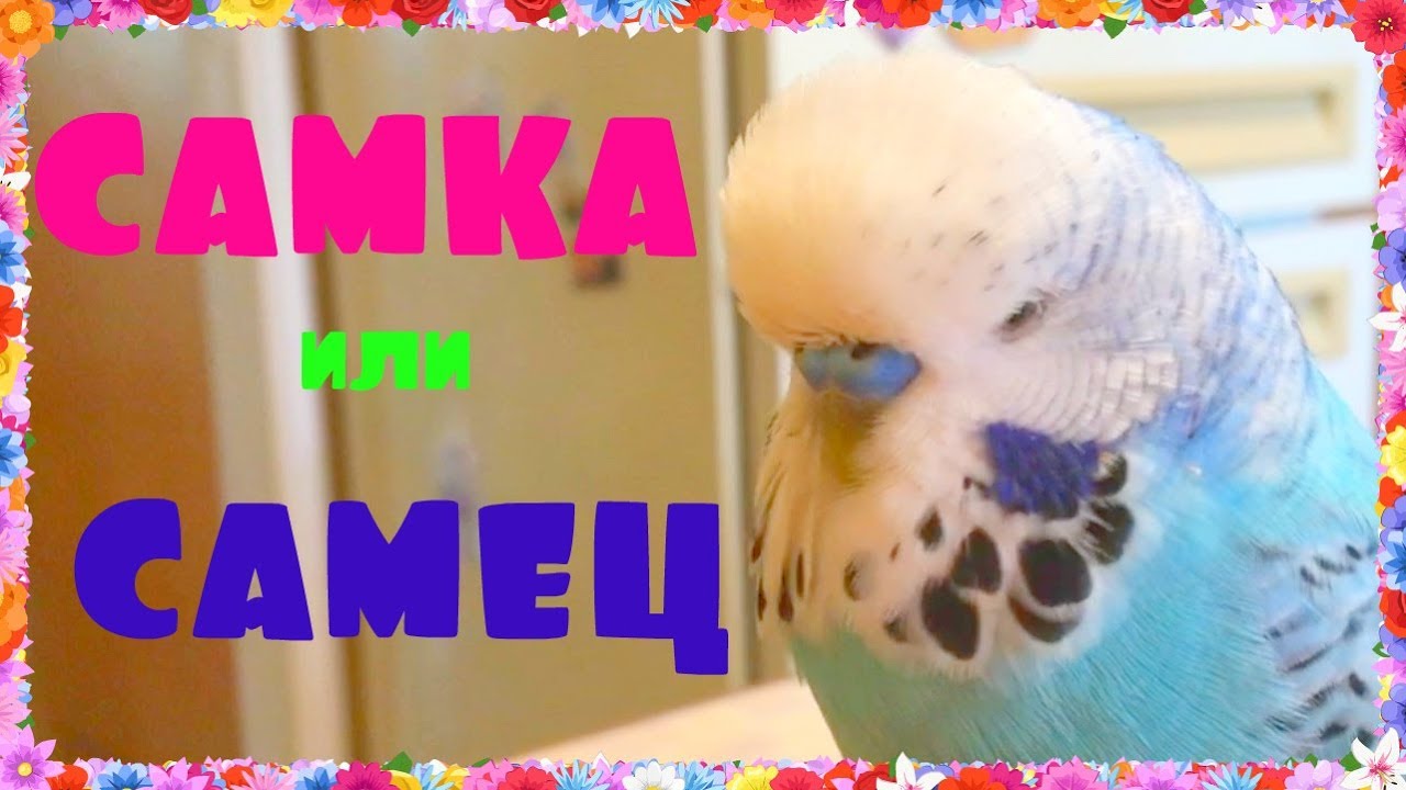 ОТЛИЧИЕ САМЦА И САМКИ ВОЛНИСТОГО ПОПУГАЯ!!!КАКОЙ ВОЗРАСТ У ВОЛНИСТОГО ПОПУГАЯ?