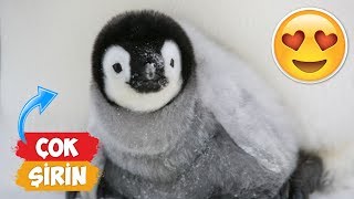 The Most Cute Little Penguin Videos Compilation! | [2018 Compilation] ● Funny Moments by Numan Gürsoy 20,439 views 5 years ago 4 minutes, 26 seconds