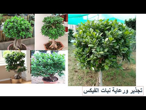 تجذير ورعاية نبات الفيكس   