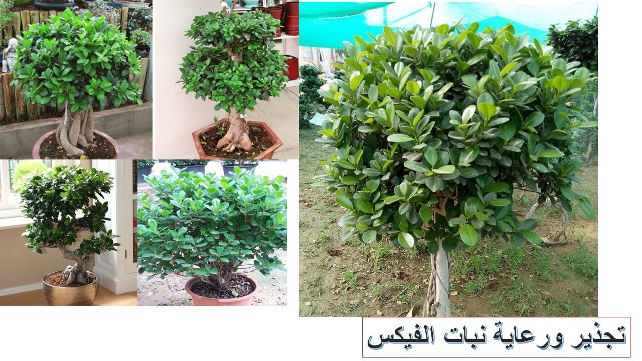 تجذير ورعاية نبات الفيكس Ficus green island