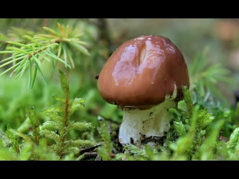 How to clean buttermilk. How to prepare for the winter. Forest mushrooms.