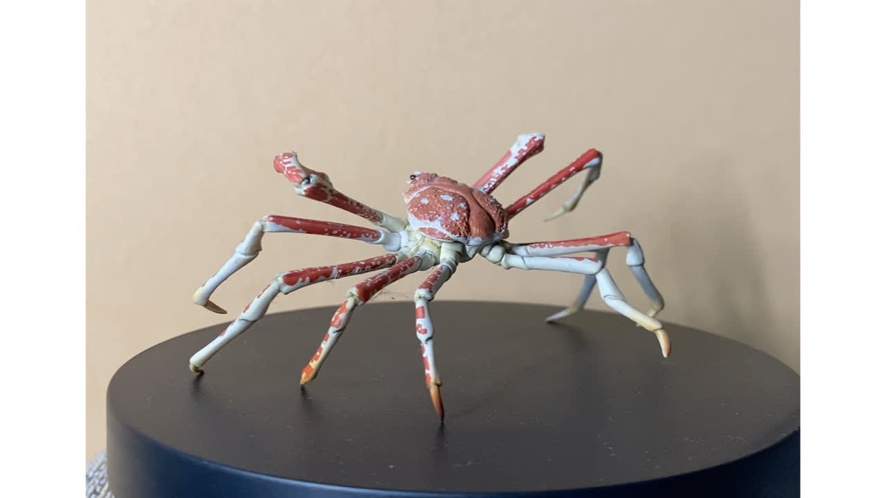 takara/yujin，原色甲壳图鉴，蜘蛛蟹