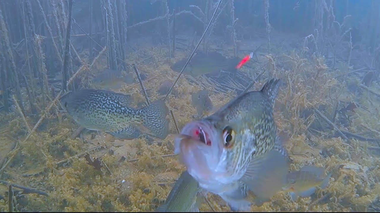 Ice Fishing Shallow Weeds for Crappie | TONS of Underwater Footage
