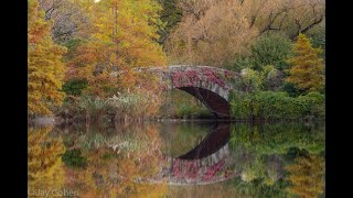 New York Landscape Photography: Central Park in Fall News