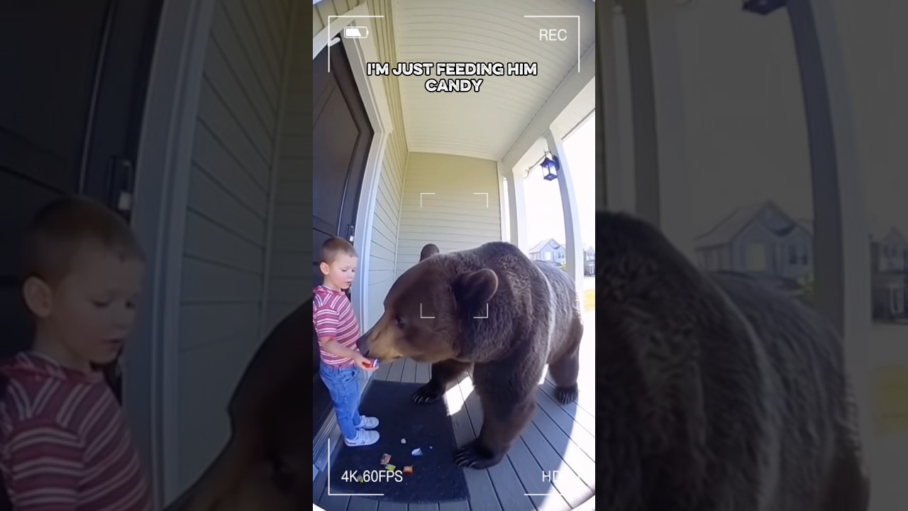 Это просто дико — ребёнок спокойно кормит медведя конфетой! Мило или безумно? 
