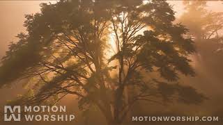 Eden Tree Silhouette HD Loop by Motion Worship