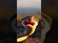 The RARE Tancitaro Dusky Rattlesnake 🌋 #fypシ #fyp #goviral