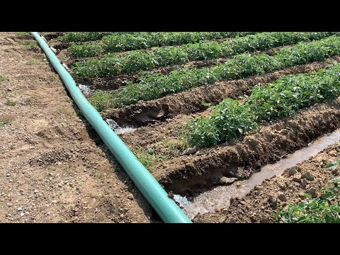Video: Oluk Nedir – Bahçe Dikmenin Karık Yöntemi