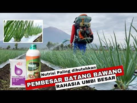 Jangan bingung!! gunakan 2 Nutrisi ini agar batang bawang besar, kokoh bebas putih pucuk