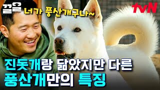 "조금 맹한데요?.." 강형욱 피셜 맹(한)견 용철이🤍 매력 덩어리 우리나라 토종견 풍산개 | 고독한훈련사