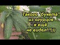 Эти огурцы действительно ОЧЕНЬ урожайные!!!